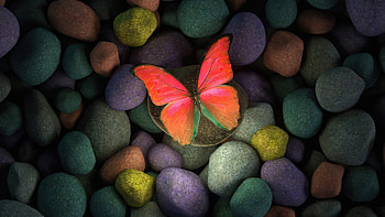 Butterfly on rocks, colorful rocks, art HD wallpaper