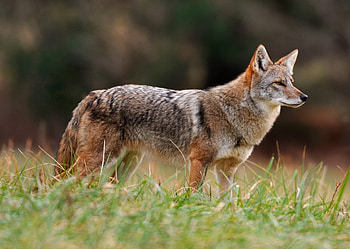 Coyote species profile, Mossy Oak gamekeeper, Animal namesake, Wildlife expertise HD wallpaper