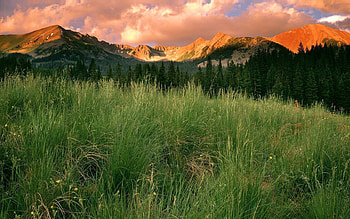 Nature, Trees, Grass, Mountains, Forest, Field, Evening HD wallpaper