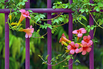 Morning Glory Trumpet Flowers, Flowers, Nature, Colorful, Morning Glories HD wallpaper
