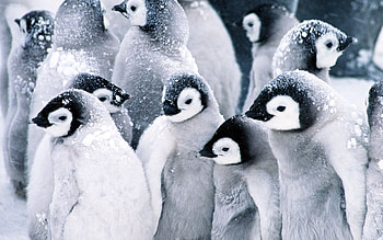 Siblings, Penguins HD wallpaper