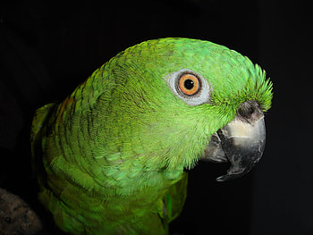 Animals, Parrots, Feather, Bird, Color HD wallpaper