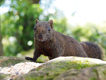 Animals, Squirrel, Sight, Opinion, Crawl HD wallpaper