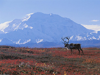 Caribou On Autumn, alska, caribou, sky, snow HD wallpaper