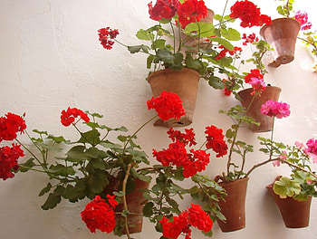 wall flowers, house, red, wall, beautiful, flowers, pots HD wallpaper