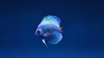 Blue discus fish, 1440p quality, Mesmerizing , Stunning colors HD wallpaper