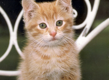 Tabby kitten, kitten, chair, tabby, ginger HD wallpaper