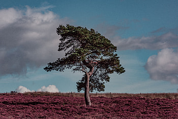 Nature, Grass, Wood, Tree, Field, Erika, Erica HD wallpaper