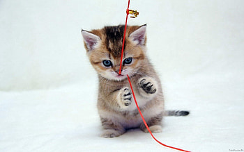 Animals, Kitty, Kitten, Playful, Thread HD wallpaper
