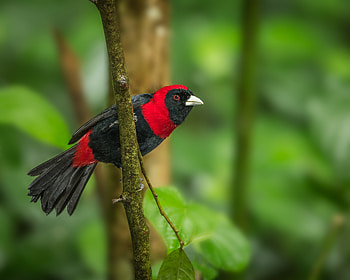 Animals, Bright, Bird, Branch, Tanager, Repia, Burial HD wallpaper