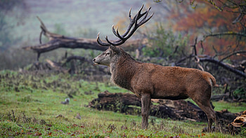 Ultra deer, Breathtaking landscape, Stunning , Nature's beauty HD wallpaper