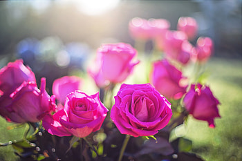Flowers, Roses, Pink, Shine, Light, Buds HD wallpaper