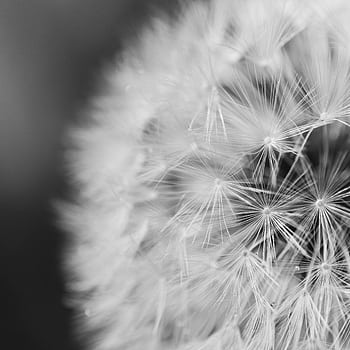 Delicate black and white macro of a dandelion, capturing intricate seed detail. HD phone wallpaper
