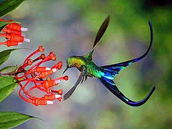 Display, blue, flowers, bird, green HD wallpaper