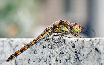 Rock, Macro, Sit, Insect, Stone, Dragonfly HD wallpaper