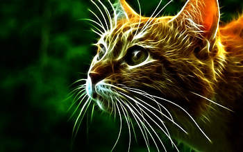 Abstract, Cat, Muzzle, Sight, Opinion, Alertness HD wallpaper