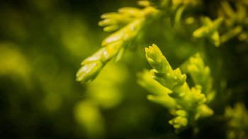 Grass, Background, Macro, Light, Light Coloured, Greased, Smeared HD wallpaper
