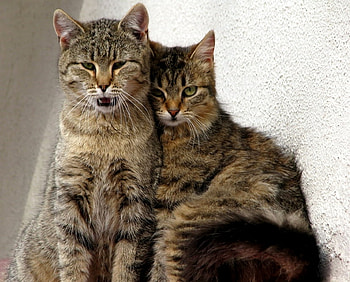 True Love, tabby cats, love, cuddling, male, female HD wallpaper