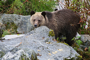 Animals, Muzzle, Bear, Nice, Sweetheart, Brown Bear HD wallpaper