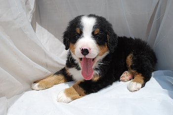 Animals, Muzzle, Cloth, Puppy, Open Mouth HD wallpaper