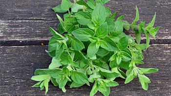 Oregano during pregnancy, Healthy and tasty, Nutritional value, Culinary delight HD wallpaper