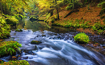 Enchanting forest river, Nature's hidden oasis, Tranquil water escape, Serene wilderness HD wallpaper