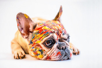 Relaxed, dog, color on face, pug HD wallpaper