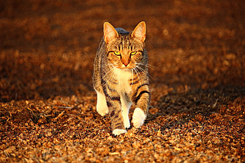 Confident, walk, cat, pet HD wallpaper