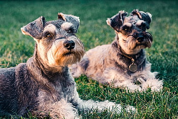 Two adorable Schnauzer dogs resting on grass in London, showcasing their distinctive features. HD wallpaper