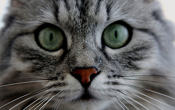 Animals, Cat, Fluffy, Muzzle, Eyes, Grey, Nice, Sweetheart HD wallpaper