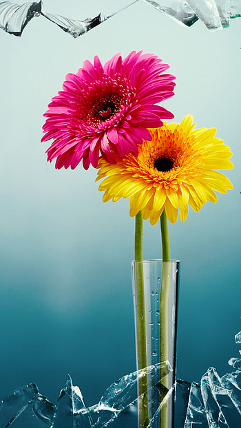 window, man made, flower HD phone wallpaper