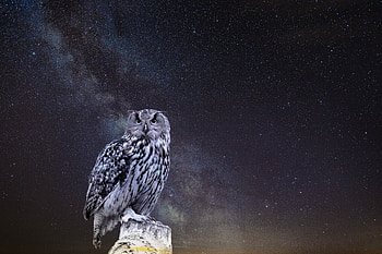Animals, Owl, Starry Sky, hop HD wallpaper