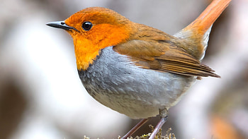Robin bird, European species, Close-up shot HD wallpaper