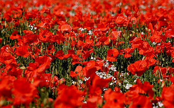 Flowers, Poppies, Field, Sharpness HD wallpaper