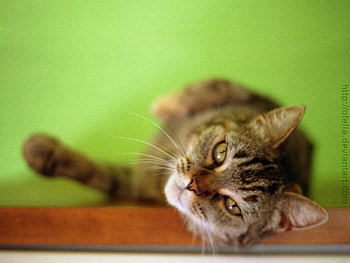 Posing, sweet, animal, kitten, cat, feline HD wallpaper