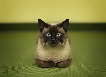 Cat, Animals, Sight, Opinion, Siamese Cat HD wallpaper