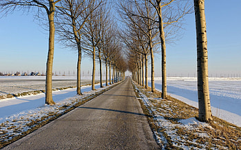 Nature, Trees, Horizon, Road, Asphalt, Path, Line, Way HD wallpaper