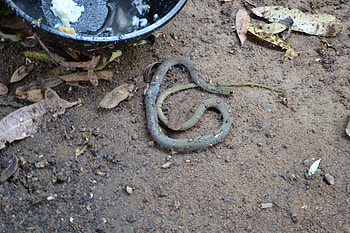 Snake, nature, reptile, green HD wallpaper