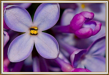 BEAUTIFUL LILACS, NATURE, LILACS, BEAUTIFUL HD wallpaper