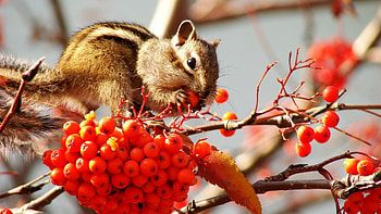 Animals, Berries, Branches, Sheet, Leaf, Bunch, Chipmunk, Rowan HD wallpaper