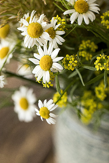 Flowers, Camomile, Macro, Petals, Bouquet HD phone wallpaper