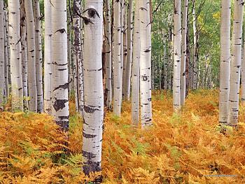 Landscape, Trees, Autumn, Birches HD wallpaper