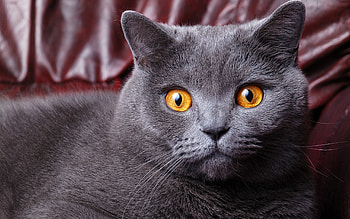 Animals, Cats HD wallpaper