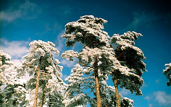 WINTER TREES, winter, trees, nature, snow HD wallpaper