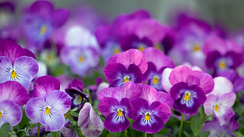 ღ, Flowers, Nature, Spring, Purple HD wallpaper