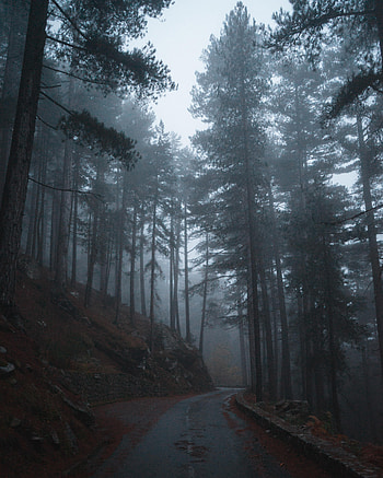 Nature, Trees, Road, Forest, Fog, Slope HD phone wallpaper