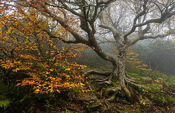 ~ Nature ~, Twigs, Leaves, Trunk, Branches HD wallpaper