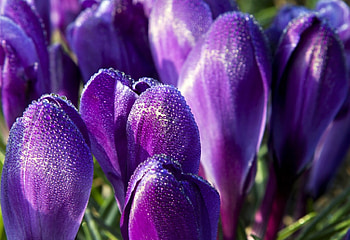 Crocuses, purple, crocus, flower, green, spring HD wallpaper