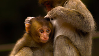 monkey, couple, care, baby HD wallpaper
