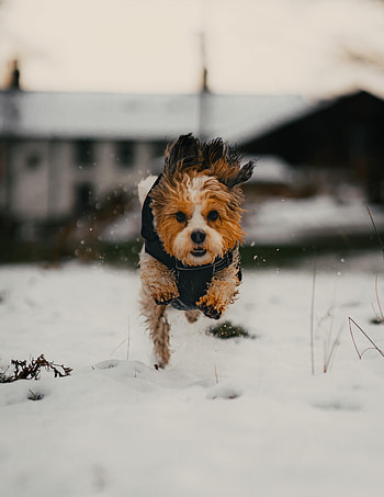 Funny, Animals, Snow, Dog, Puppy HD phone wallpaper